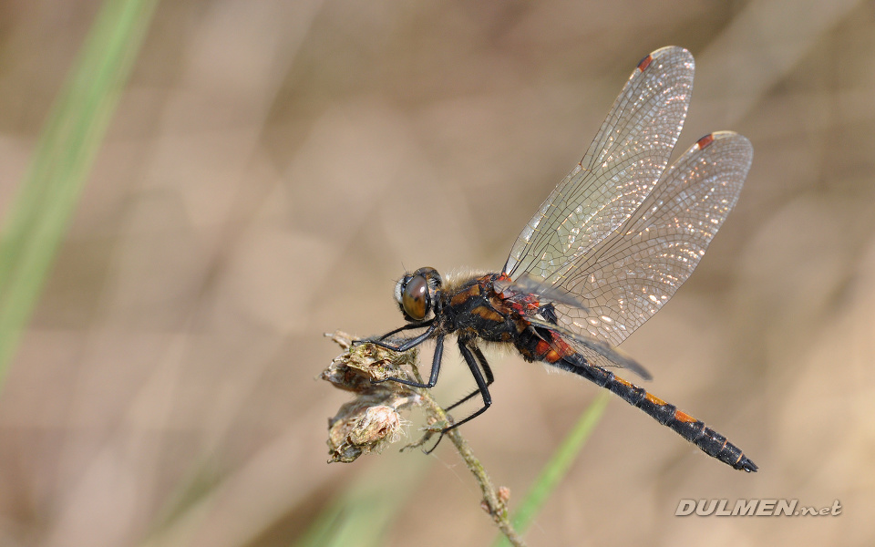 Ruby Whiteface (male, Leucorrhinia rubicunda)